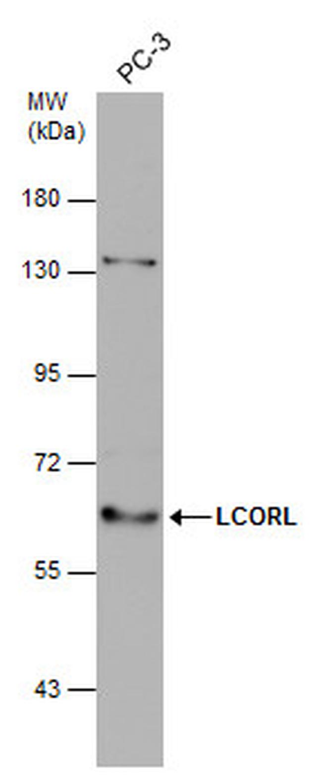 LCORL Antibody in Western Blot (WB)