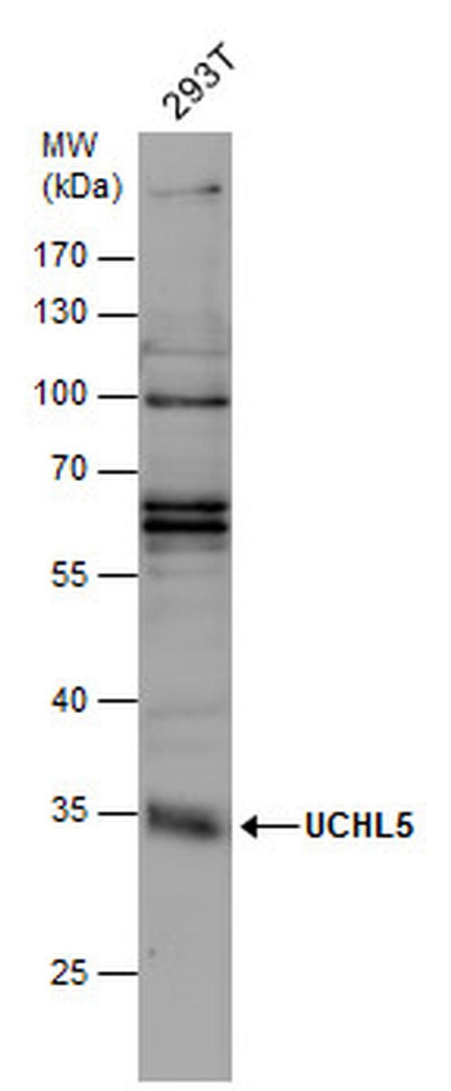 UCH37 Antibody in Western Blot (WB)