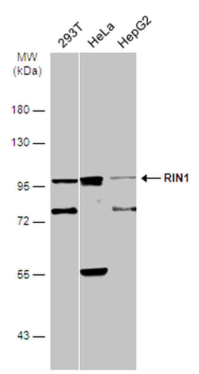 RIN1 Antibody in Western Blot (WB)