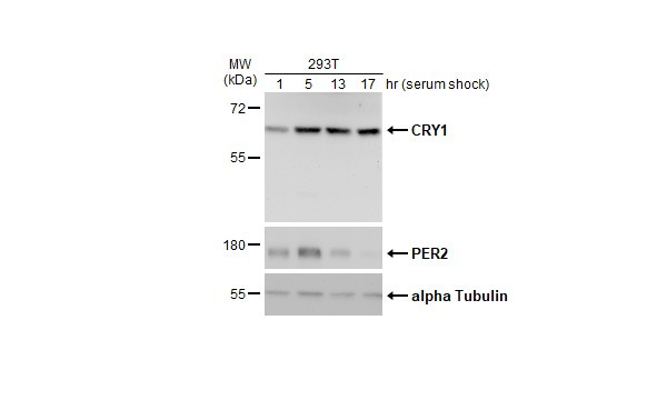 CRY1 Antibody in Western Blot (WB)