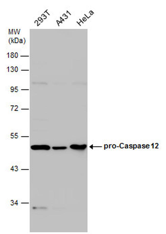 Caspase 12 Antibody in Western Blot (WB)