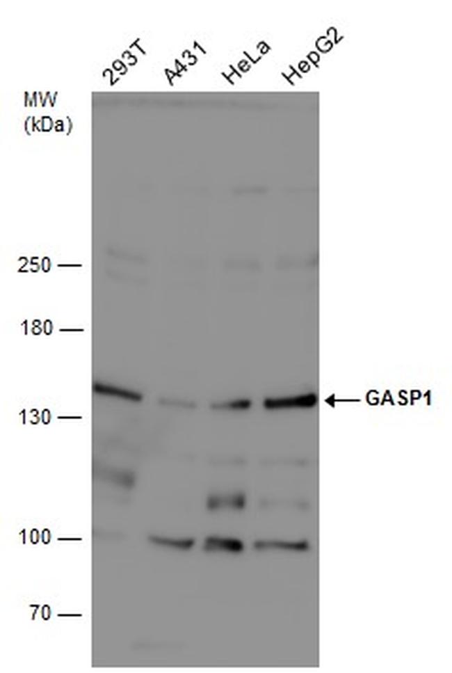 GPRASP1 Antibody in Western Blot (WB)