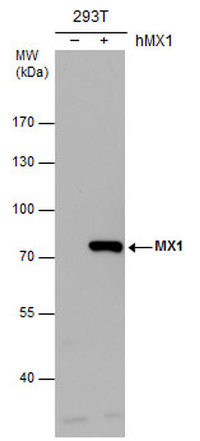 MX1 Antibody in Western Blot (WB)