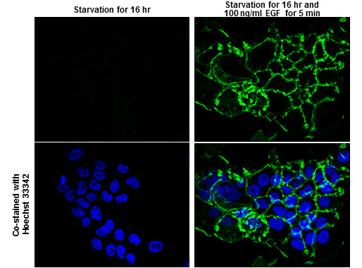 Phospho-EGFR (Tyr1068) Antibody in Immunocytochemistry (ICC/IF)