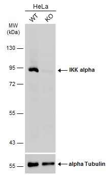 IKK alpha Antibody in Western Blot (WB)