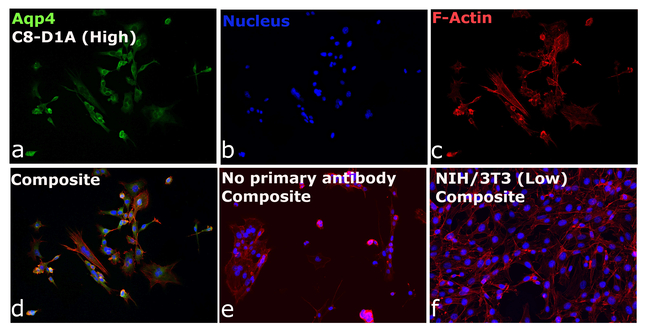 Aquaporin 4 Antibody in Immunocytochemistry (ICC/IF)