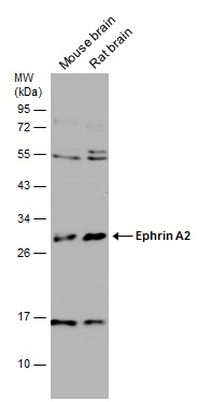 Ephrin A2 Antibody in Western Blot (WB)