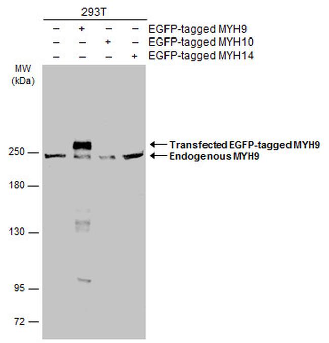 MYH9 Antibody in Western Blot (WB)