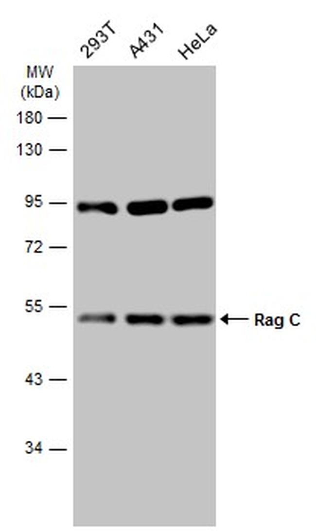 RRAGC Antibody in Western Blot (WB)