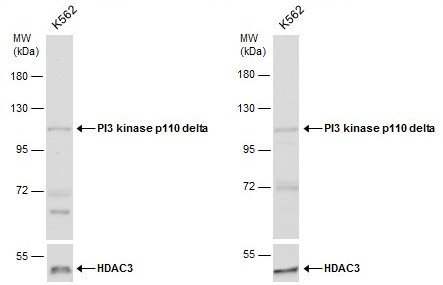 Phospho-PIK3CD (Tyr524) Antibody in Western Blot (WB)