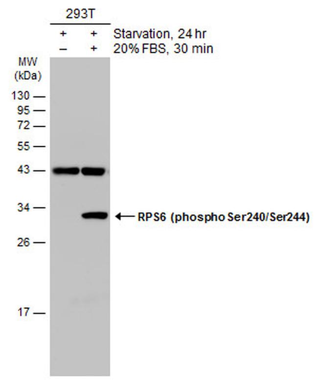 Phospho-S6 (Ser240, Ser244) Antibody in Western Blot (WB)