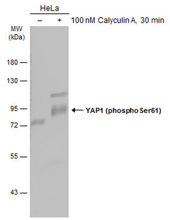 Phospho-YAP1 (Ser61) Antibody in Western Blot (WB)