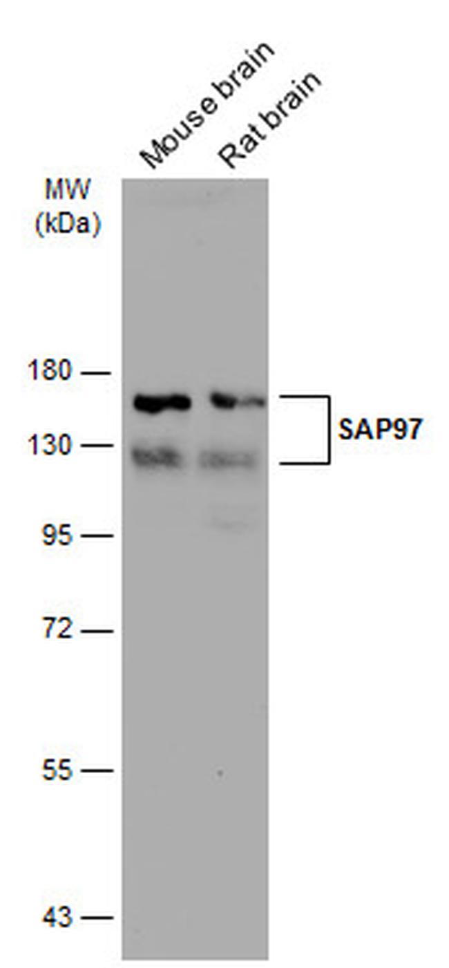SAP97 Antibody in Western Blot (WB)