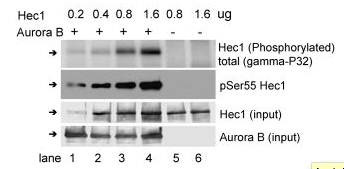 Phospho-HEC1 (Ser55) Antibody in Western Blot (WB)