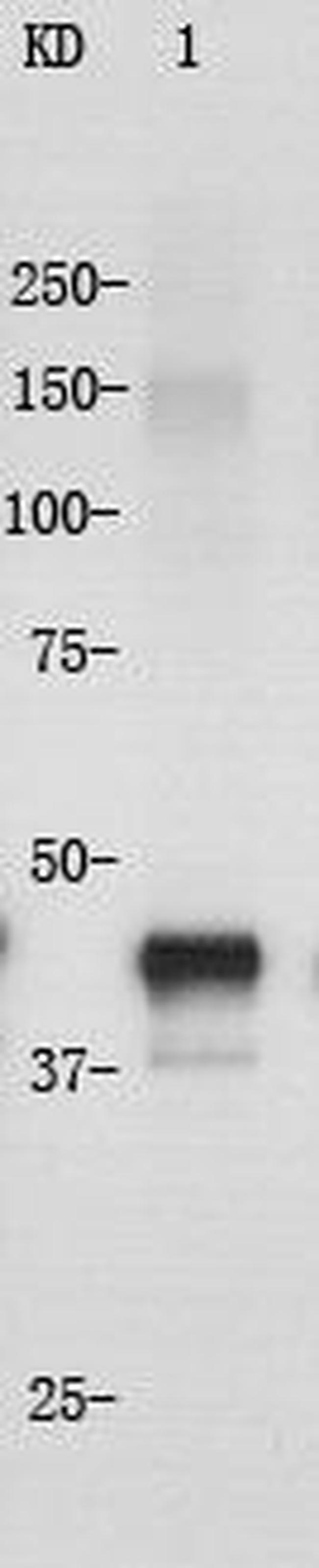 Cytokeratin 18 Antibody in Western Blot (WB)