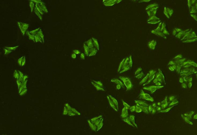 CD24 Antibody in Immunocytochemistry (ICC/IF)