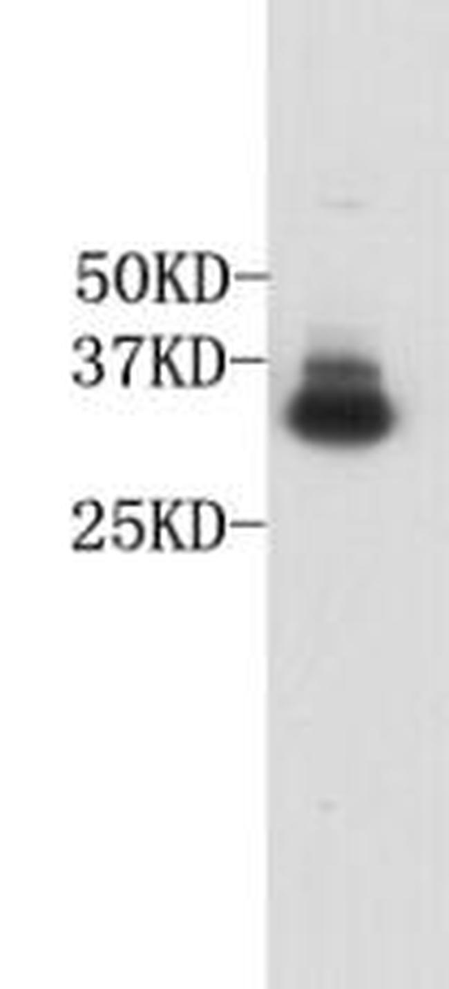 CD235a (Glycophorin A) Antibody in Western Blot (WB)