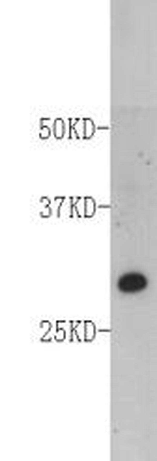FADD Antibody in Western Blot (WB)