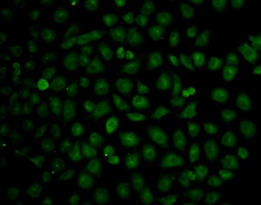 CD54 (ICAM-1) Antibody in Immunocytochemistry (ICC/IF)