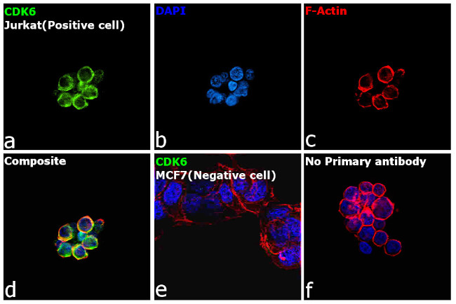 CDK6 Antibody in Immunocytochemistry (ICC/IF)