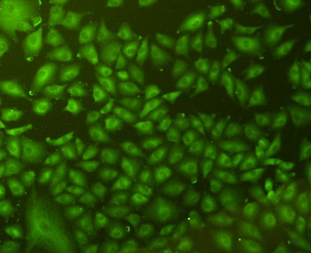 CD9 Antibody in Immunocytochemistry (ICC/IF)