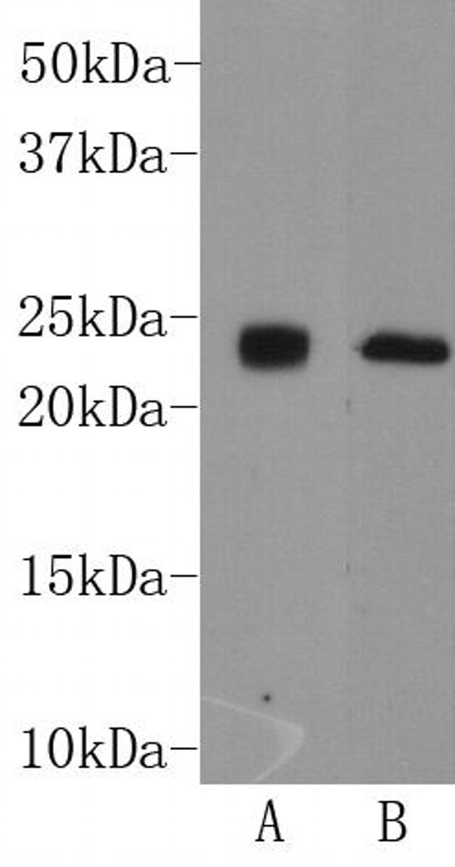 CD90 (Thy1) Antibody in Western Blot (WB)