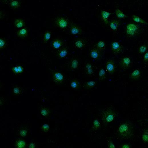 RBM8A Antibody in Immunocytochemistry (ICC/IF)