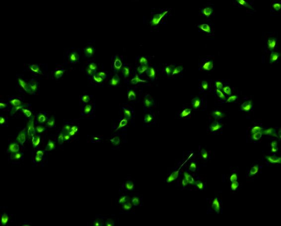 KLHL15 Antibody in Immunocytochemistry (ICC/IF)