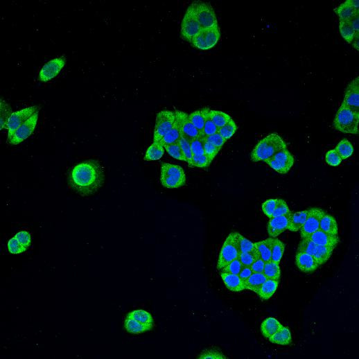 AKR7A2 Antibody in Immunocytochemistry (ICC/IF)