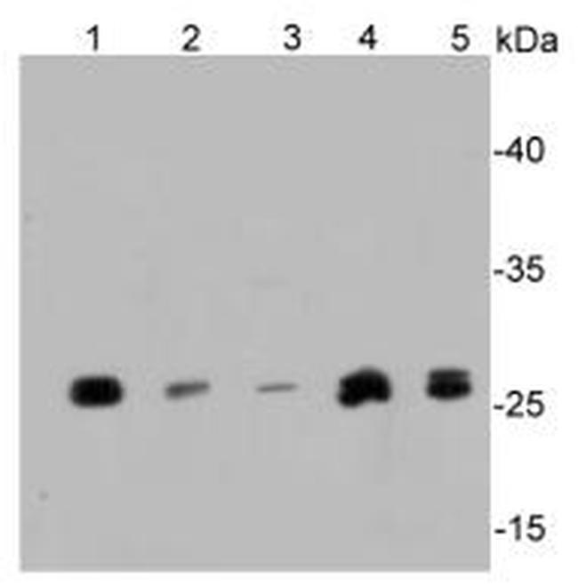 SIRT3 Antibody in Western Blot (WB)