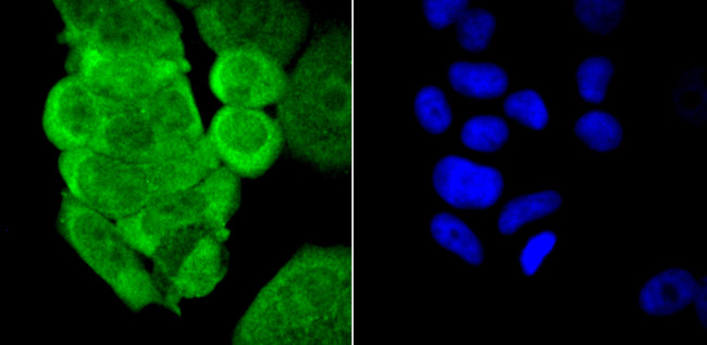 PCBP1 Antibody in Immunocytochemistry (ICC/IF)