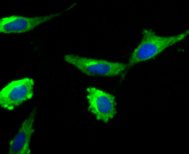 FBXL2 Antibody in Immunocytochemistry (ICC/IF)