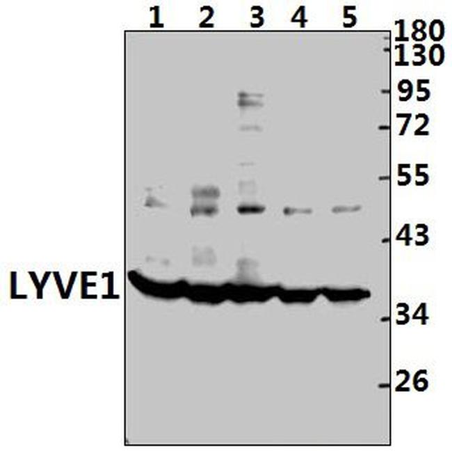 LYVE1 Antibody in Western Blot (WB)