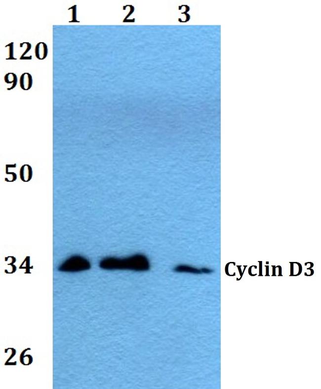 Cyclin D3 Antibody in Western Blot (WB)
