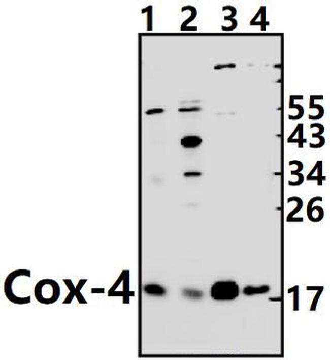 COX4 Antibody in Western Blot (WB)