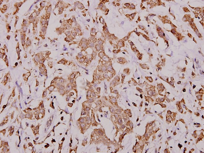 Cytochrome C Antibody in Immunohistochemistry (Paraffin) (IHC (P))
