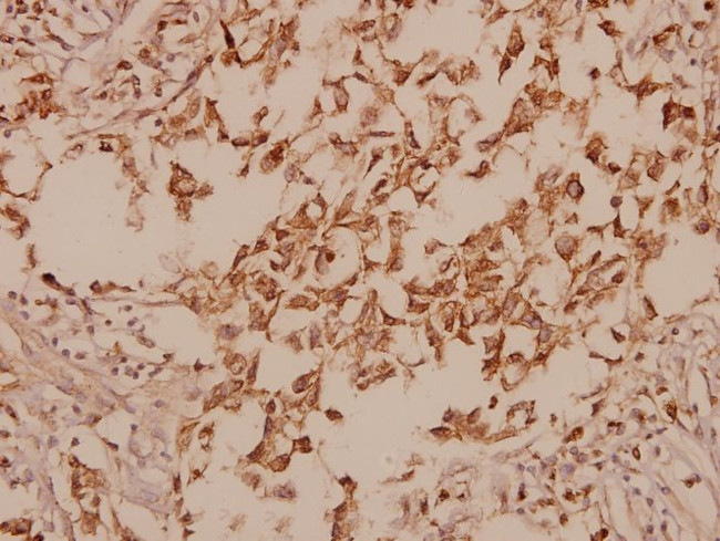 GAD67 Antibody in Immunohistochemistry (Paraffin) (IHC (P))