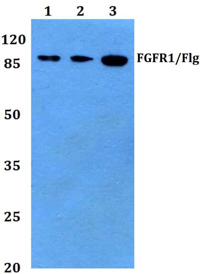 FGFR1 Antibody in Western Blot (WB)