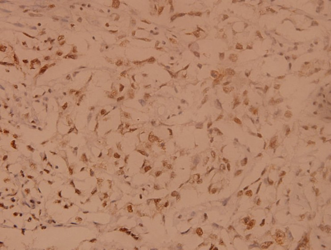 SENP8 Antibody in Immunohistochemistry (Paraffin) (IHC (P))
