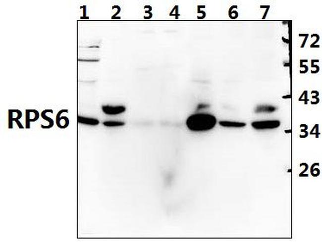 S6 Antibody in Western Blot (WB)