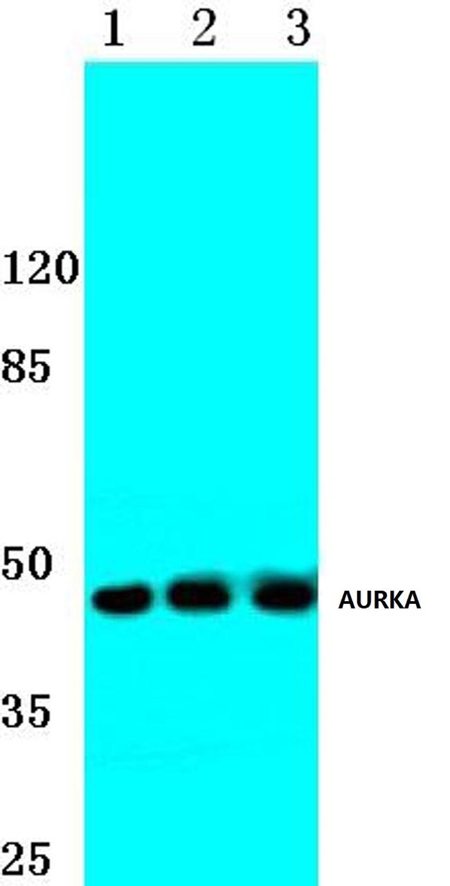 Aurora A Antibody in Western Blot (WB)