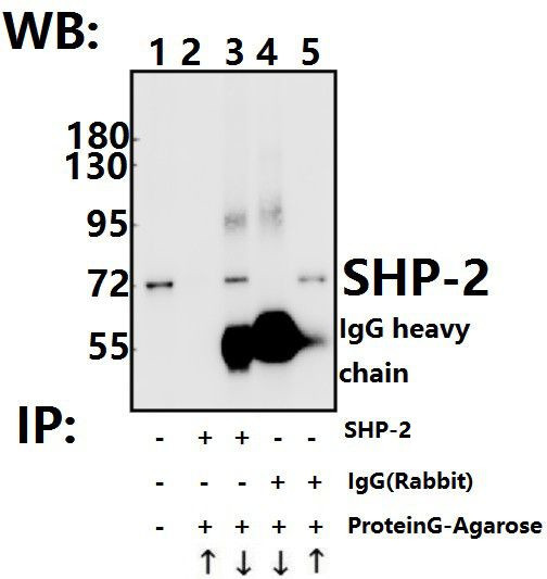 SHP2 Antibody in Immunoprecipitation (IP)