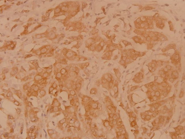 DAPP1 Antibody in Immunohistochemistry (Paraffin) (IHC (P))