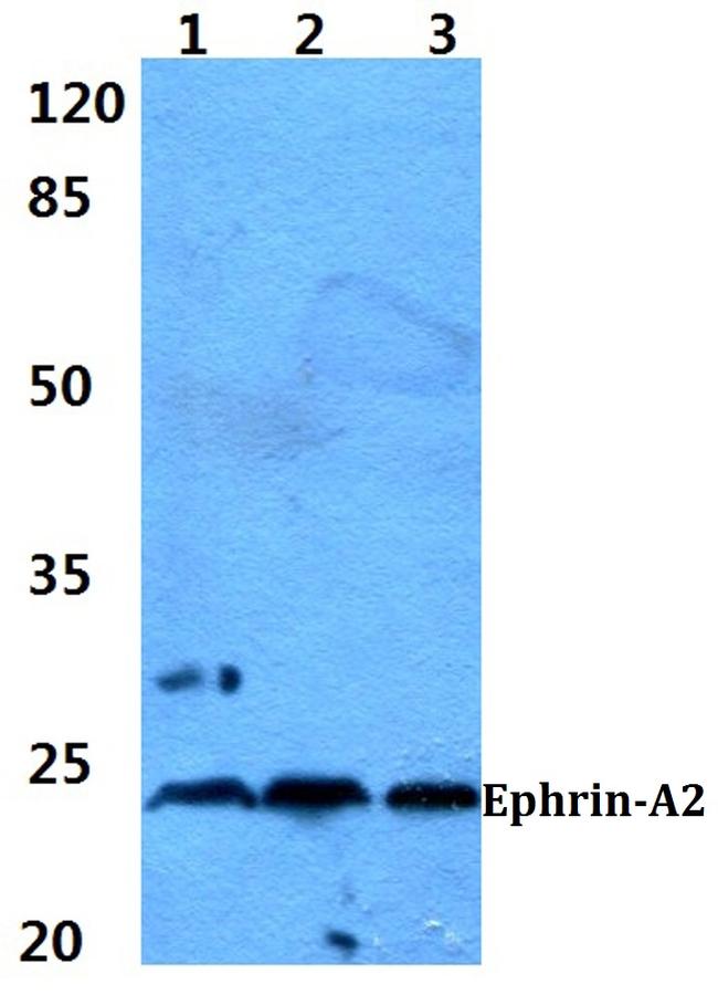 Ephrin A2 Antibody in Western Blot (WB)