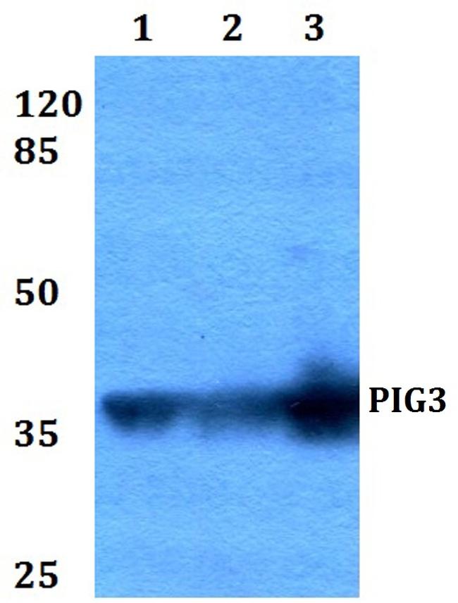 PIG3 Antibody in Western Blot (WB)