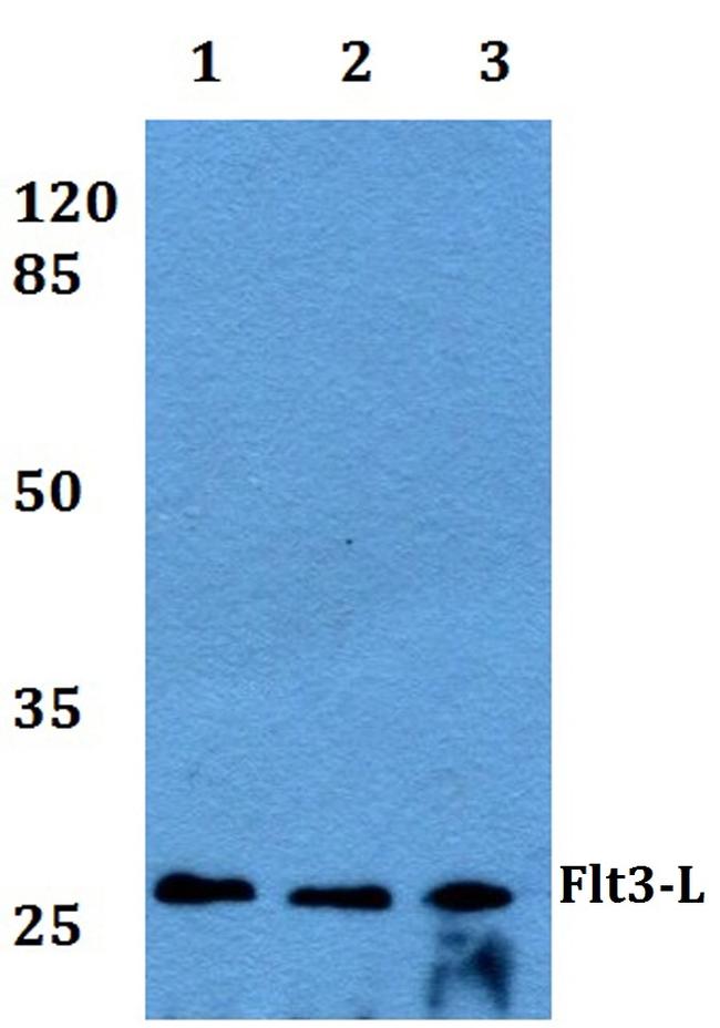 FLT3LG Antibody in Western Blot (WB)