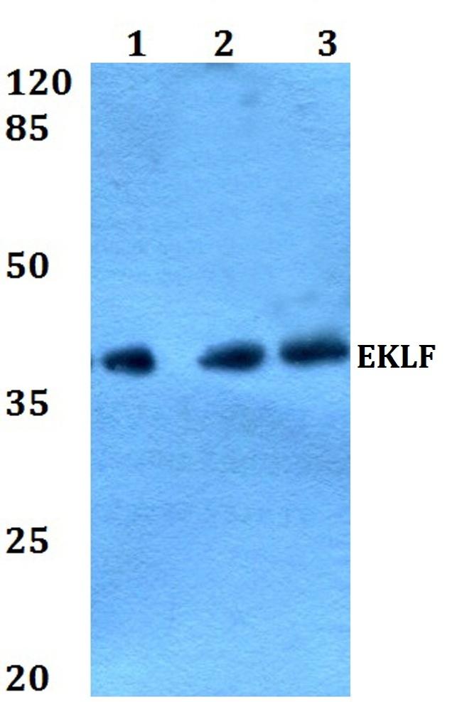 EKLF Antibody in Western Blot (WB)