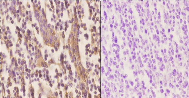 Apolipoprotein J Antibody in Immunohistochemistry (Paraffin) (IHC (P))