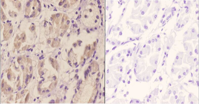 DAP5 Antibody in Immunohistochemistry (Paraffin) (IHC (P))