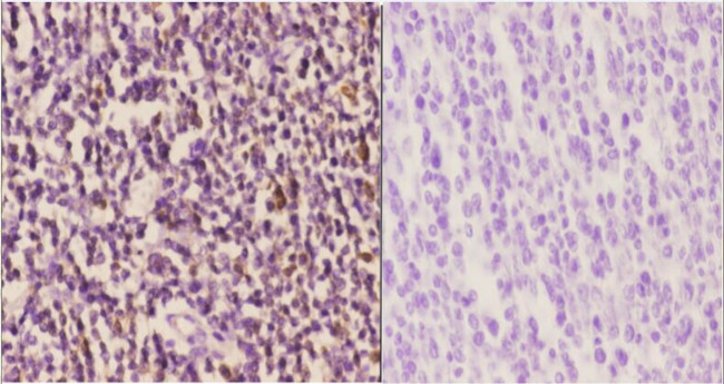 Cyclin H Antibody in Immunohistochemistry (Paraffin) (IHC (P))